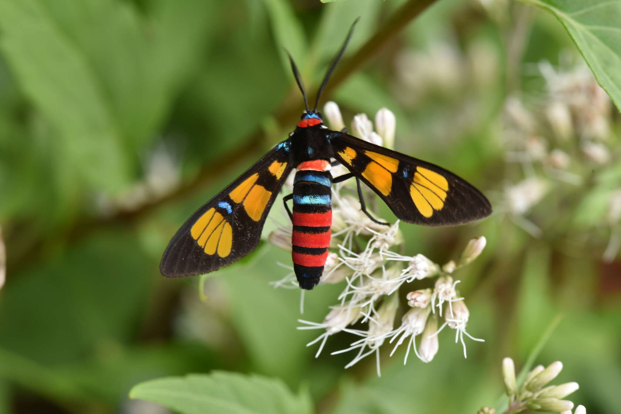 Image of <i>Euchromia elegantissima</i>