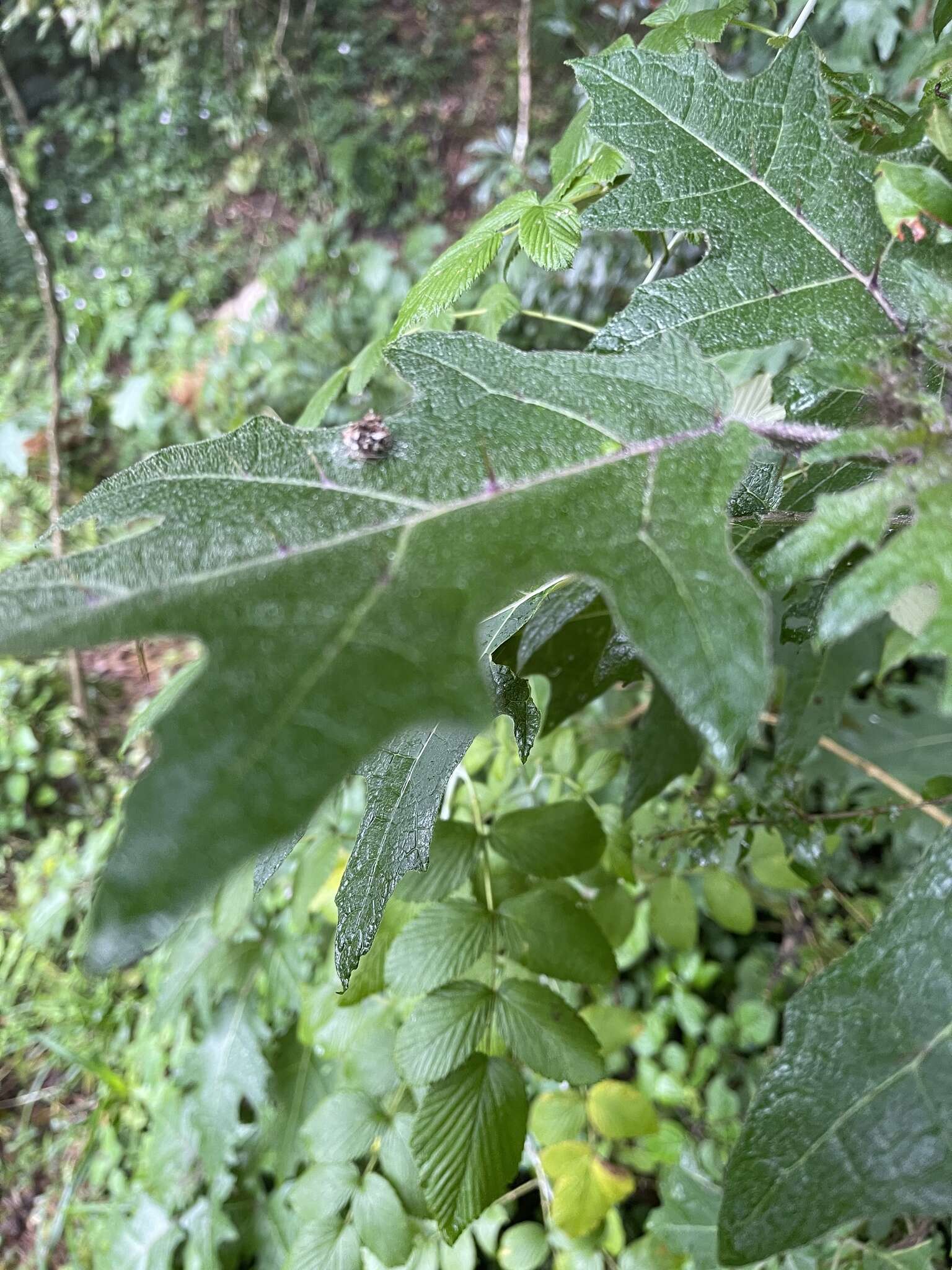 Sivun Solanum aculeatissimum Jacquin kuva