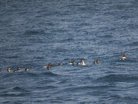 Image of Yelkouan Shearwater