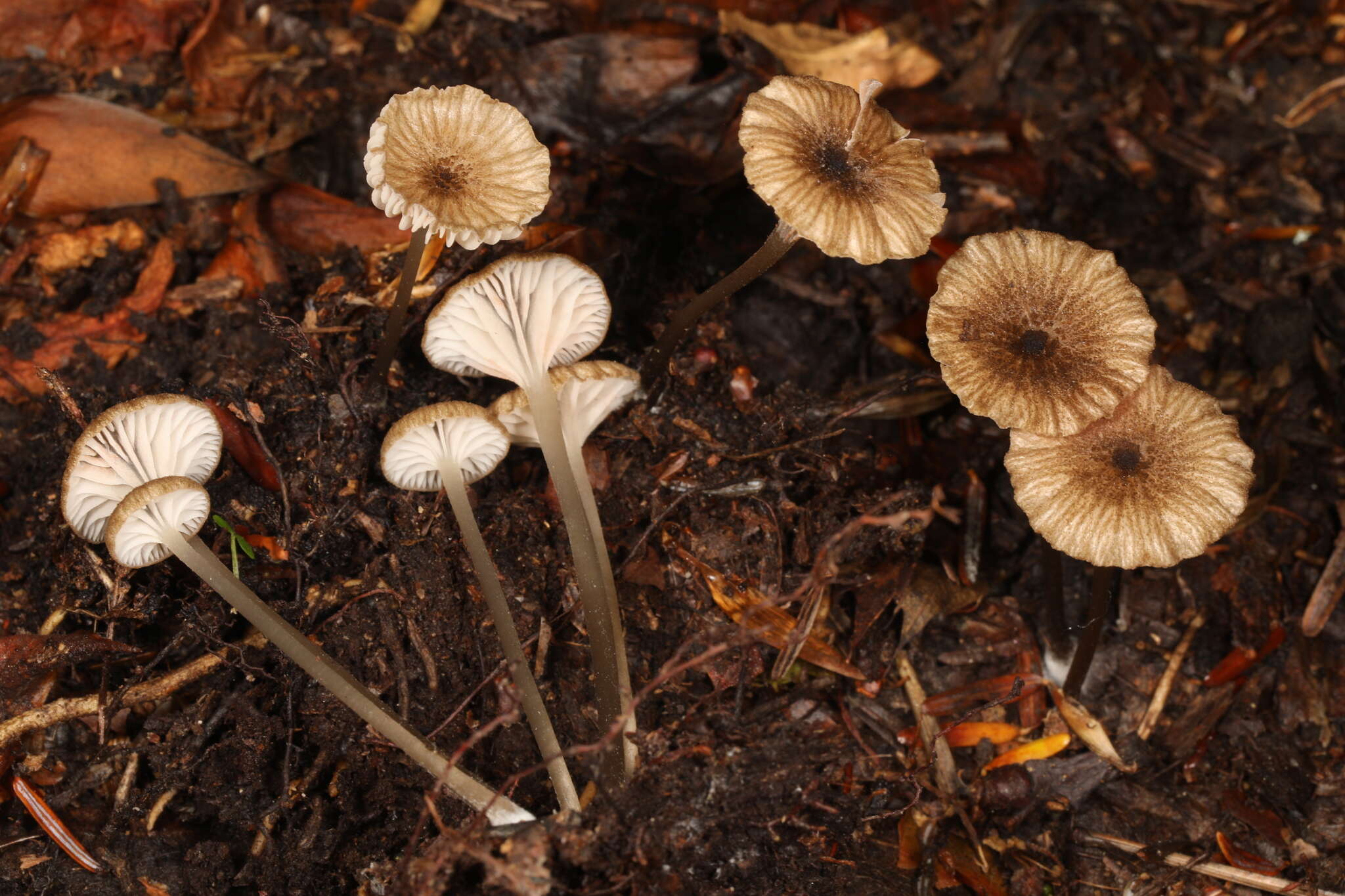 Image of Entoloma watsonii (Peck) Noordel. 2008