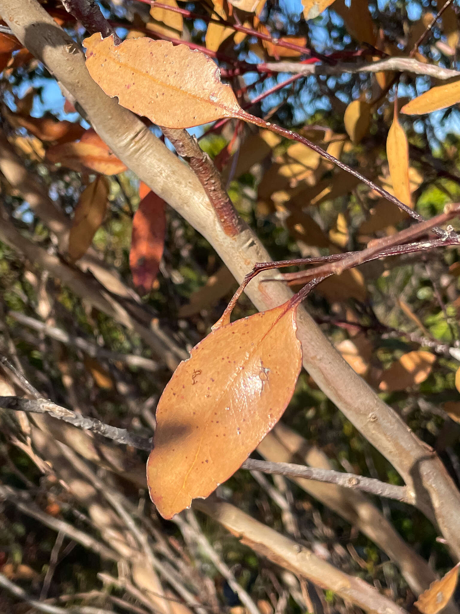 Image of Eucalyptus angulosa Schauer