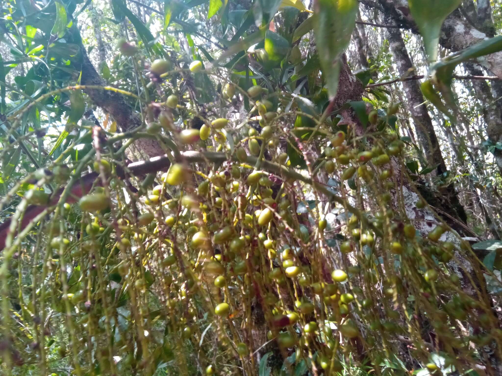 Sivun Dypsis nodifera Mart. kuva