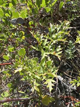 Image of coastal biscuitroot