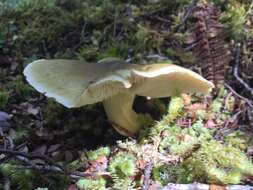 Tricholoma viridiolivaceum G. Stev. 1964 resmi