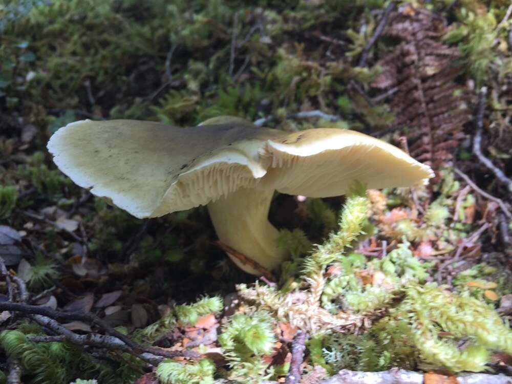 Tricholoma viridiolivaceum G. Stev. 1964的圖片