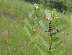 Sivun Pachycarpus asperifolius (Meissn.) Meissn. kuva