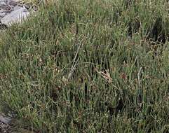 Image of Ephedra multiflora Phil. ex Stapf