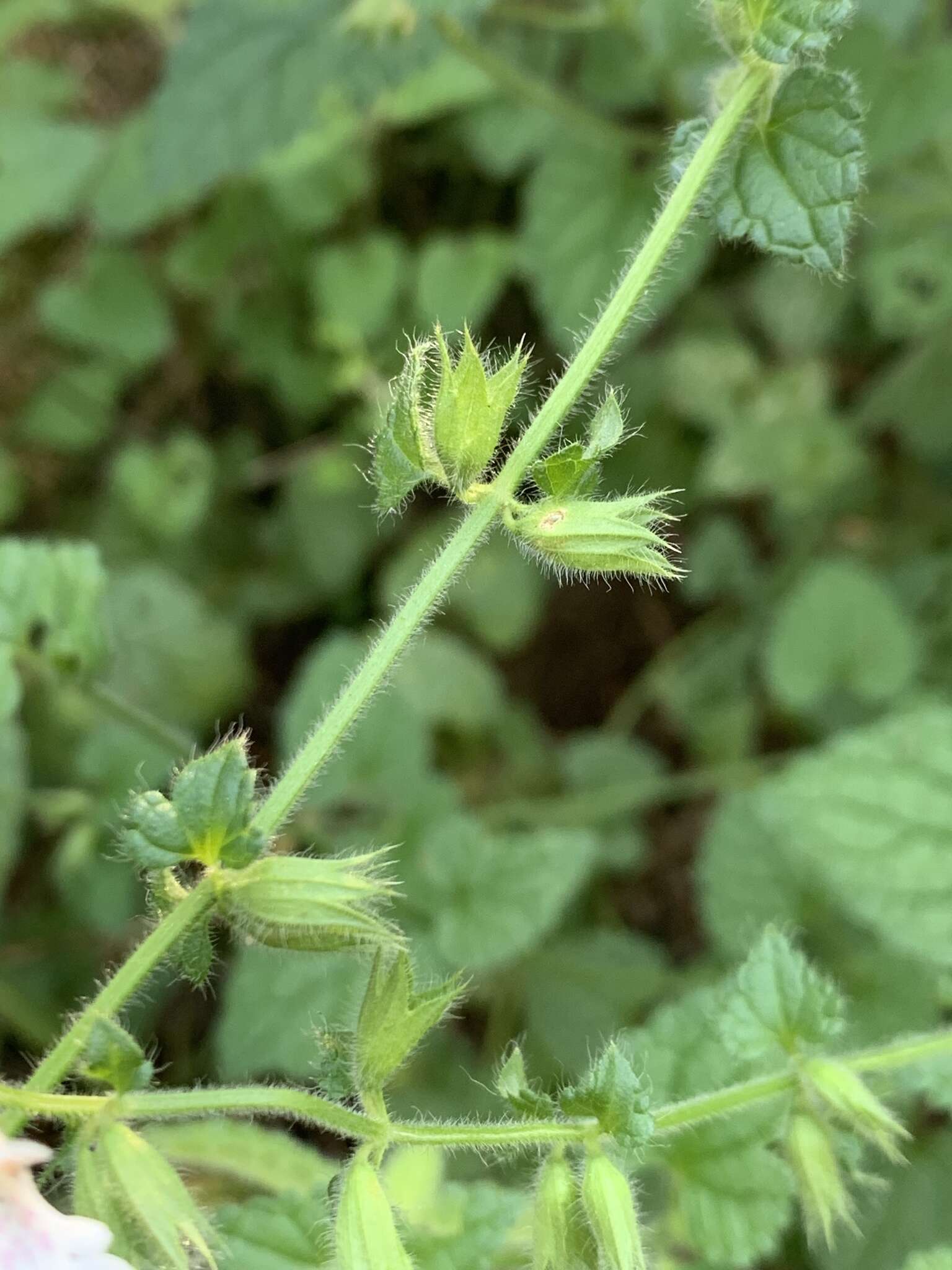 Imagem de Stachys natalensis var. natalensis