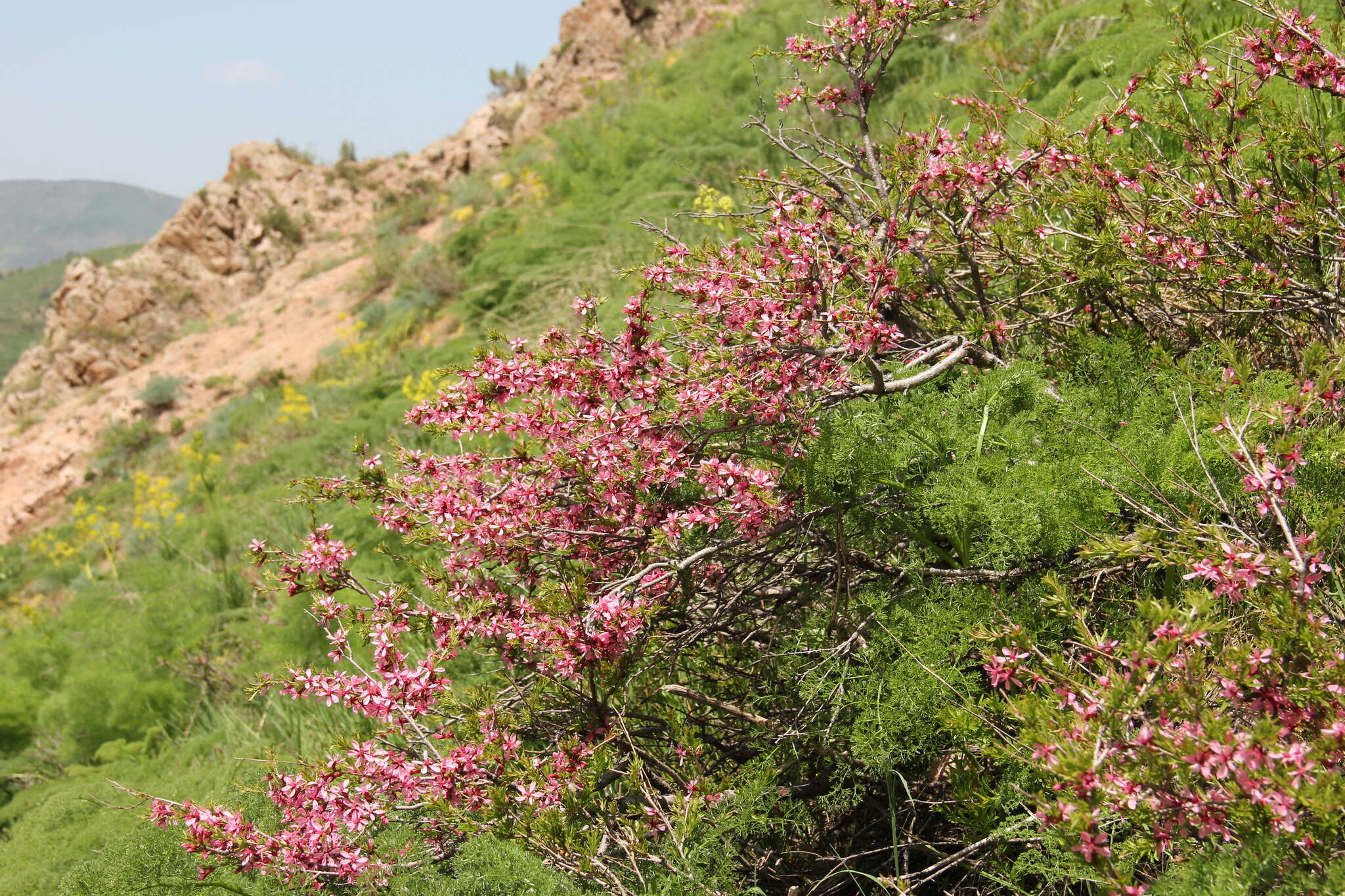 Prunus petunnikowii (Litw.) Rehd.的圖片