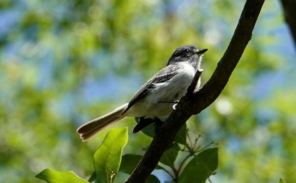 Image of Gray Elaenia