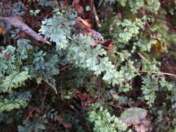 Plancia ëd Hymenophyllum tunbrigense (L.) Sm.