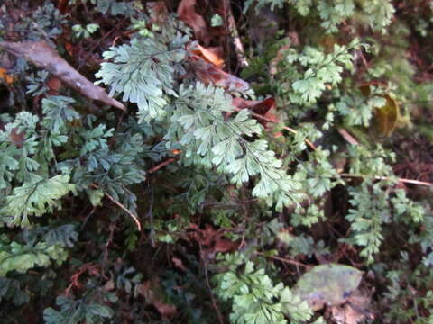 Hymenophyllum tunbrigense (L.) Sm. resmi