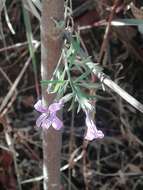 Image of Loeselia glandulosa subsp. glandulosa