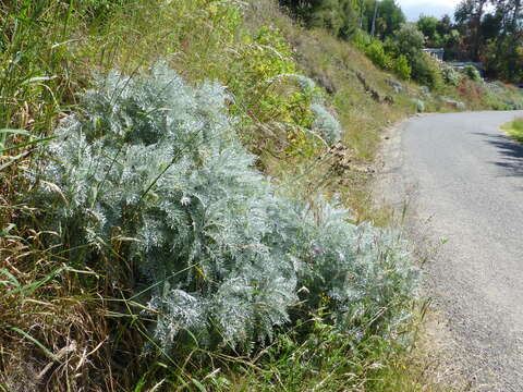 Image of Velvet Centaurea