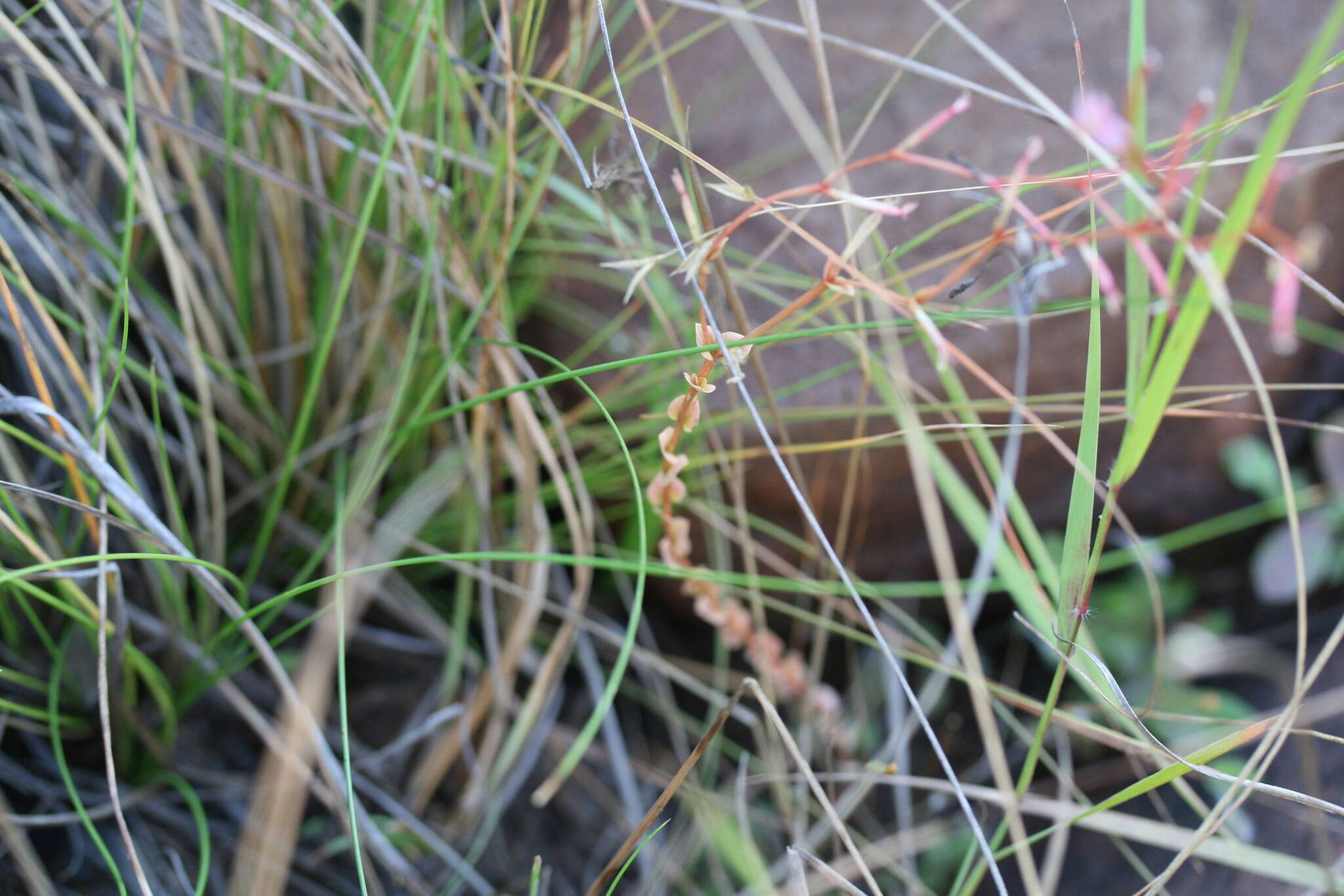 Image de Stylidium cordifolium W. V. Fitzg.