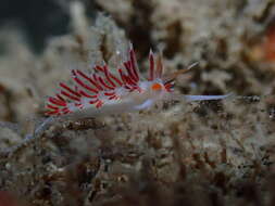 Image of Cratena minor Padula, Araújo, Matthews-Cascon & Schrödl 2014