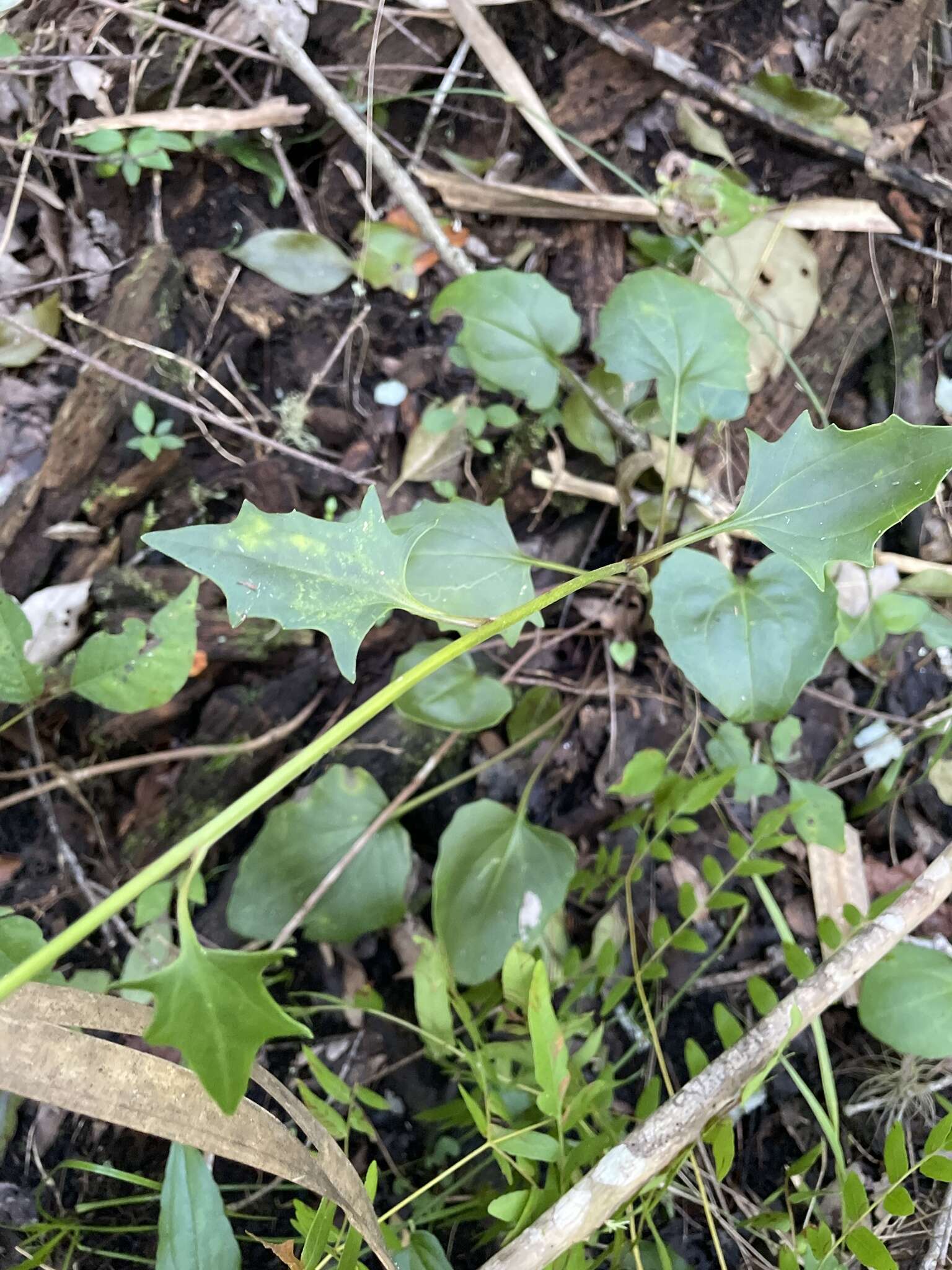 Image of variableleaf Indian plantain