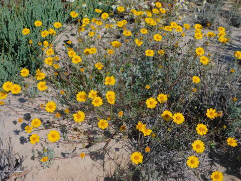 Image of Boeberastrum