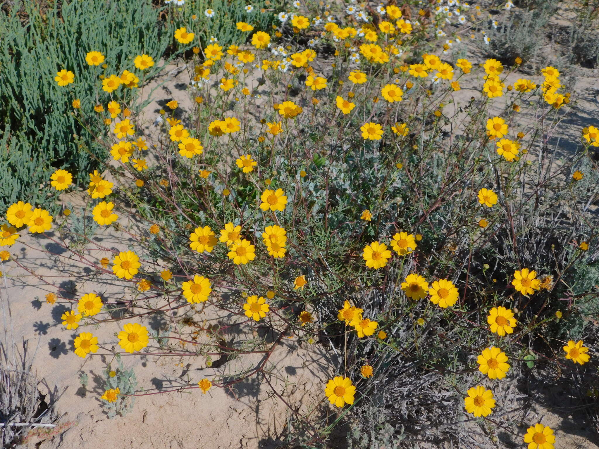 Image of Boeberastrum anthemidifolium (Benth.) Rydb.