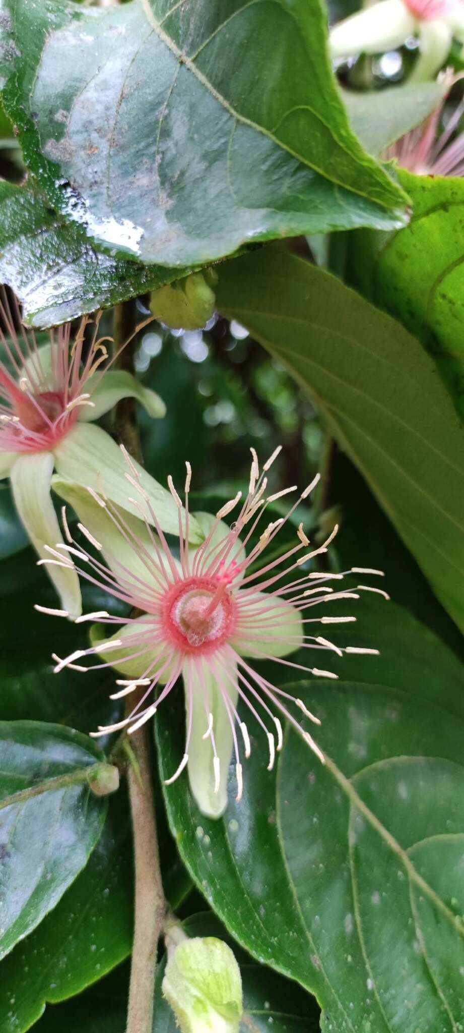 Image of Ryania speciosa M. Vahl