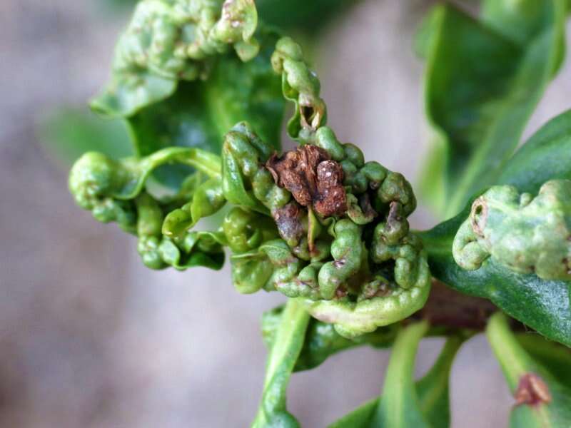 Image of Myoporum thrip