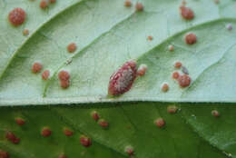 Plancia ëd Puccinia circaeae Pers. 1794