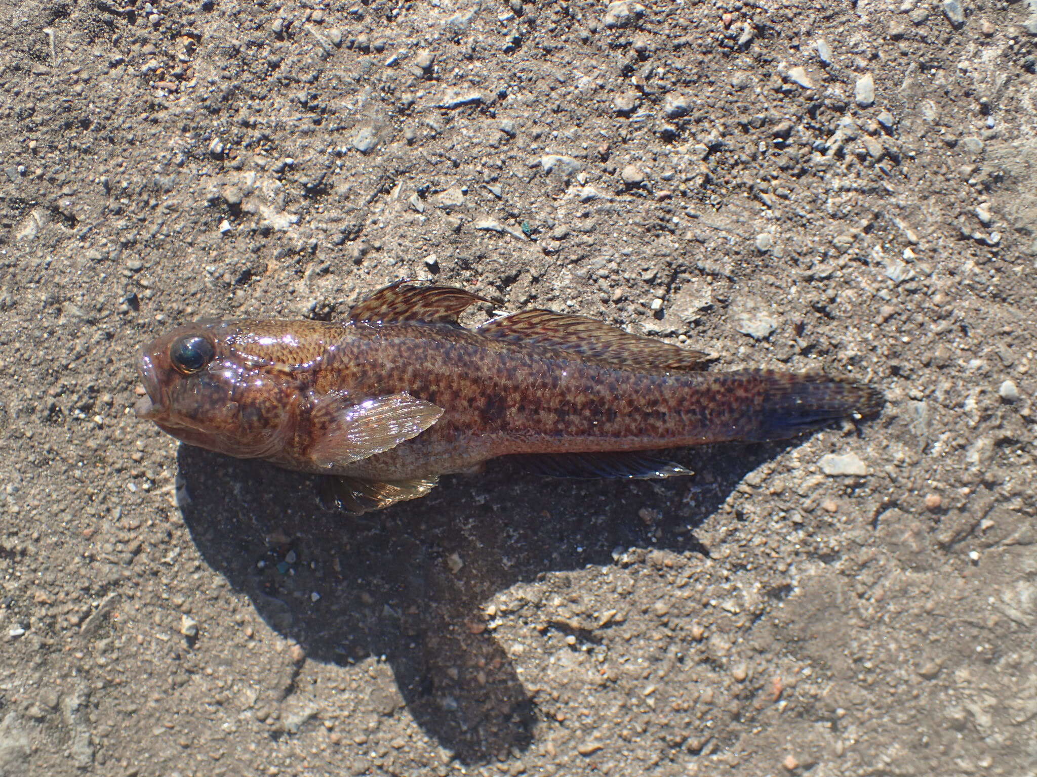 Kömürcü kaya balıği resmi