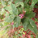 Image of Desmodium amplifolium Hemsl.