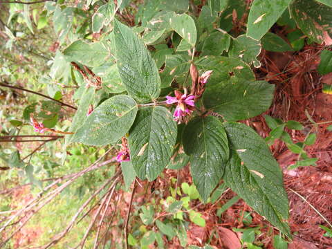 Image of Desmodium amplifolium Hemsl.