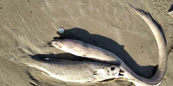 Image of Argentine conger