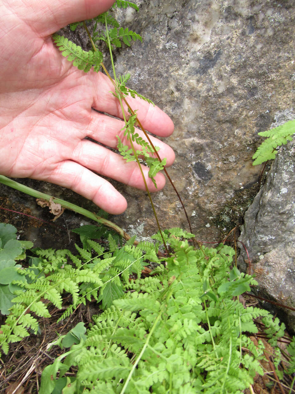 Image de Woodsia neomexicana Windham