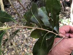 Image of Planchonella myrsinifolia (F. Muell.) Swenson, Bartish & Munzinger