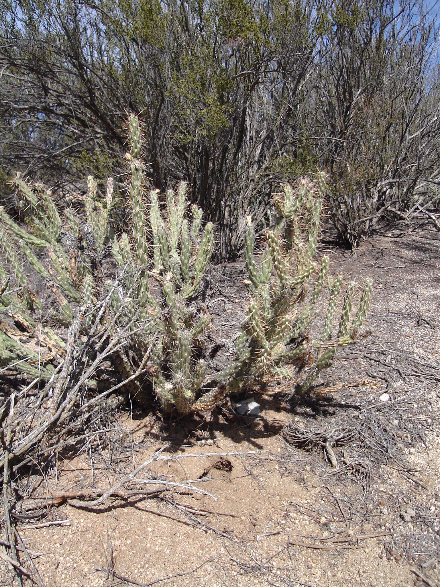 Image de Cylindropuntia bernardina