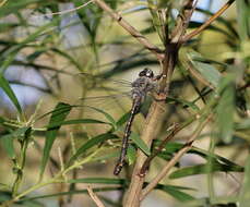 Image of Austroaeschna subapicalis Theischinger 1982