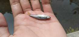 Image of Silver rasbora