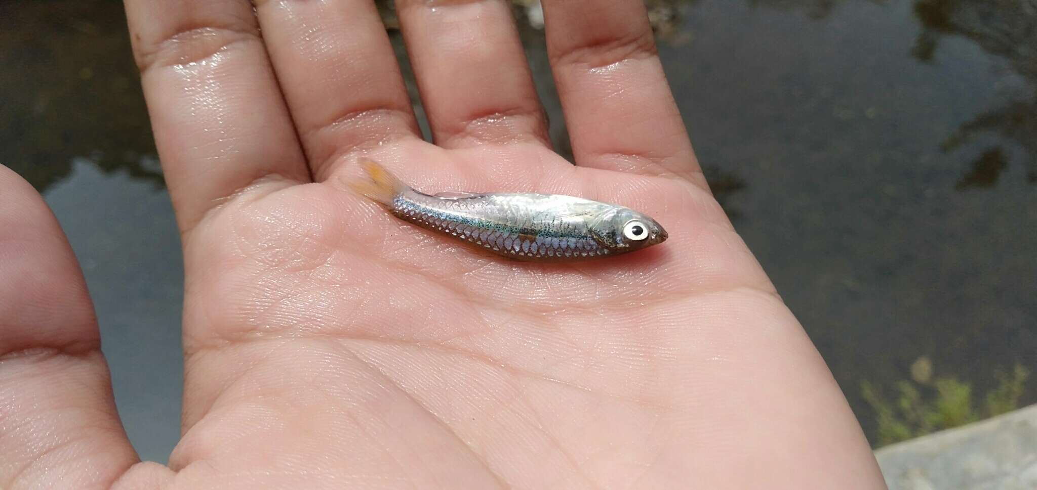 Слика од Rasbora argyrotaenia (Bleeker 1849)