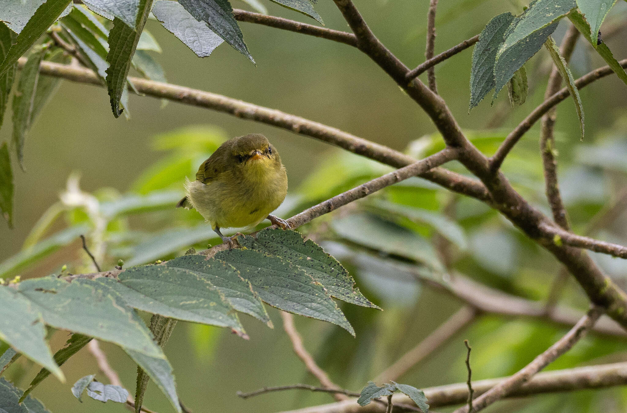 Sivun Phylloscopus nigrorum (Moseley 1891) kuva