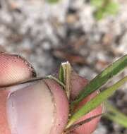 Panicum malacon Nash resmi