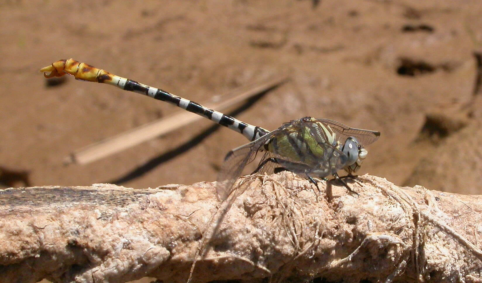 Imagem de Erpetogomphus compositus Hagen ex Selys 1858