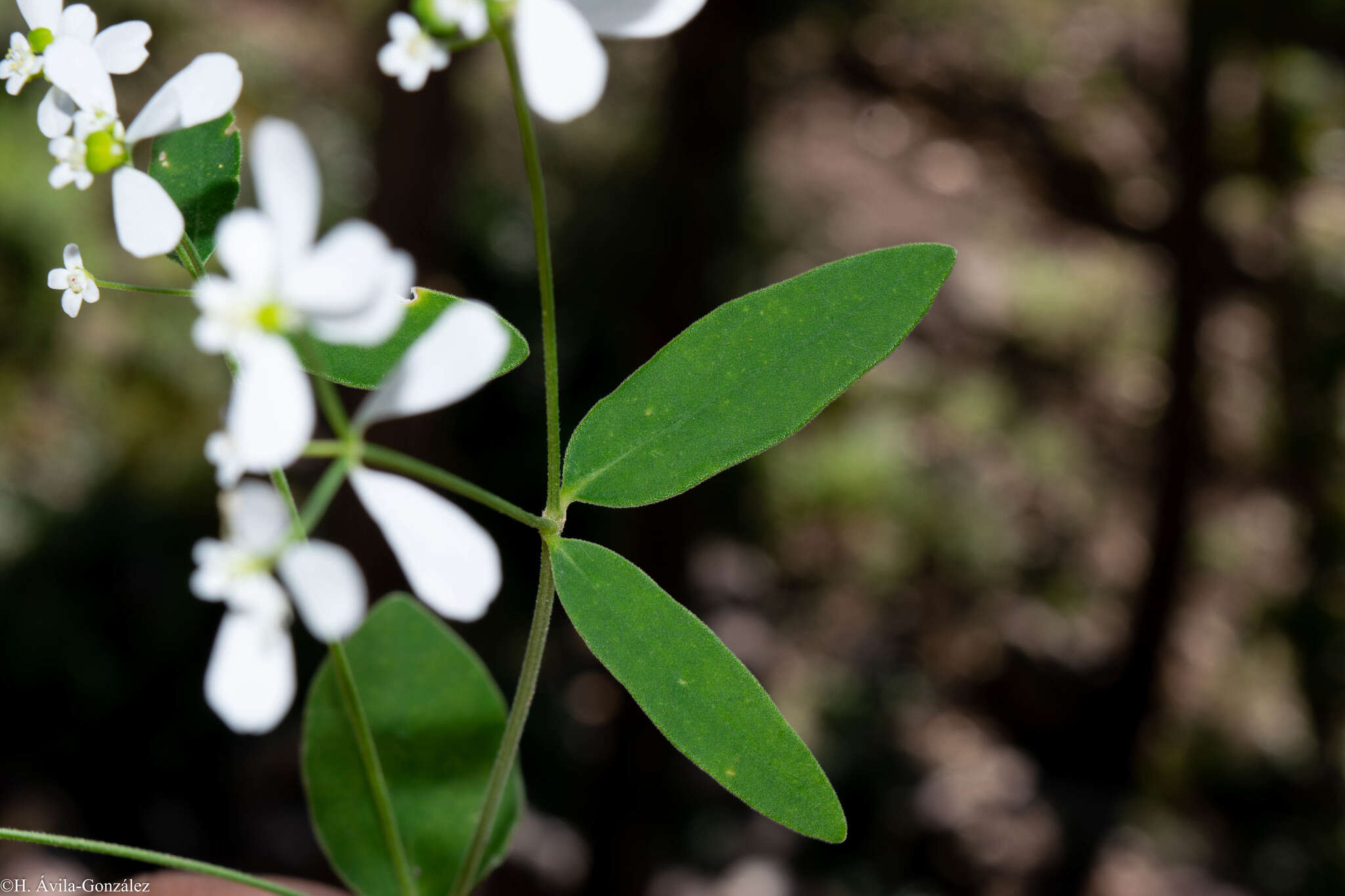 Image of Euphorbia ariensis Kunth