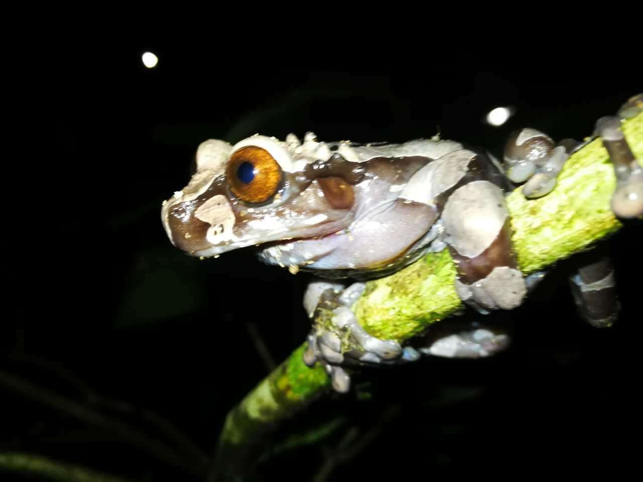 Image of Coronated Treefrog