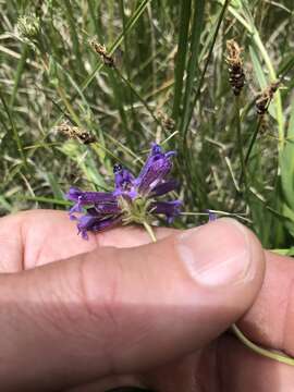 Image of Sierra beardtongue