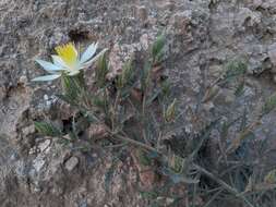 Image of tenpetal blazingstar