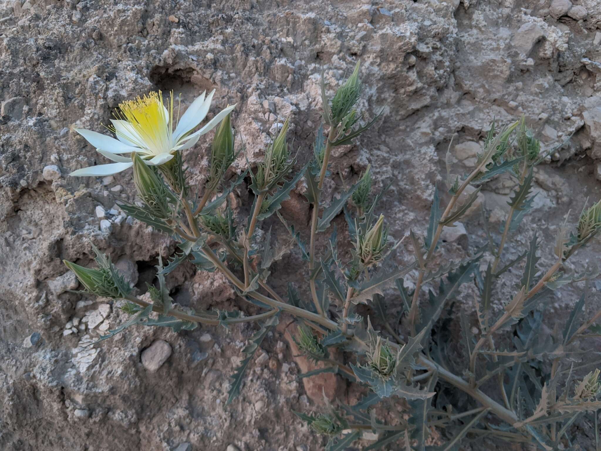 Image of tenpetal blazingstar