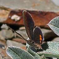 Image of Grass jewel