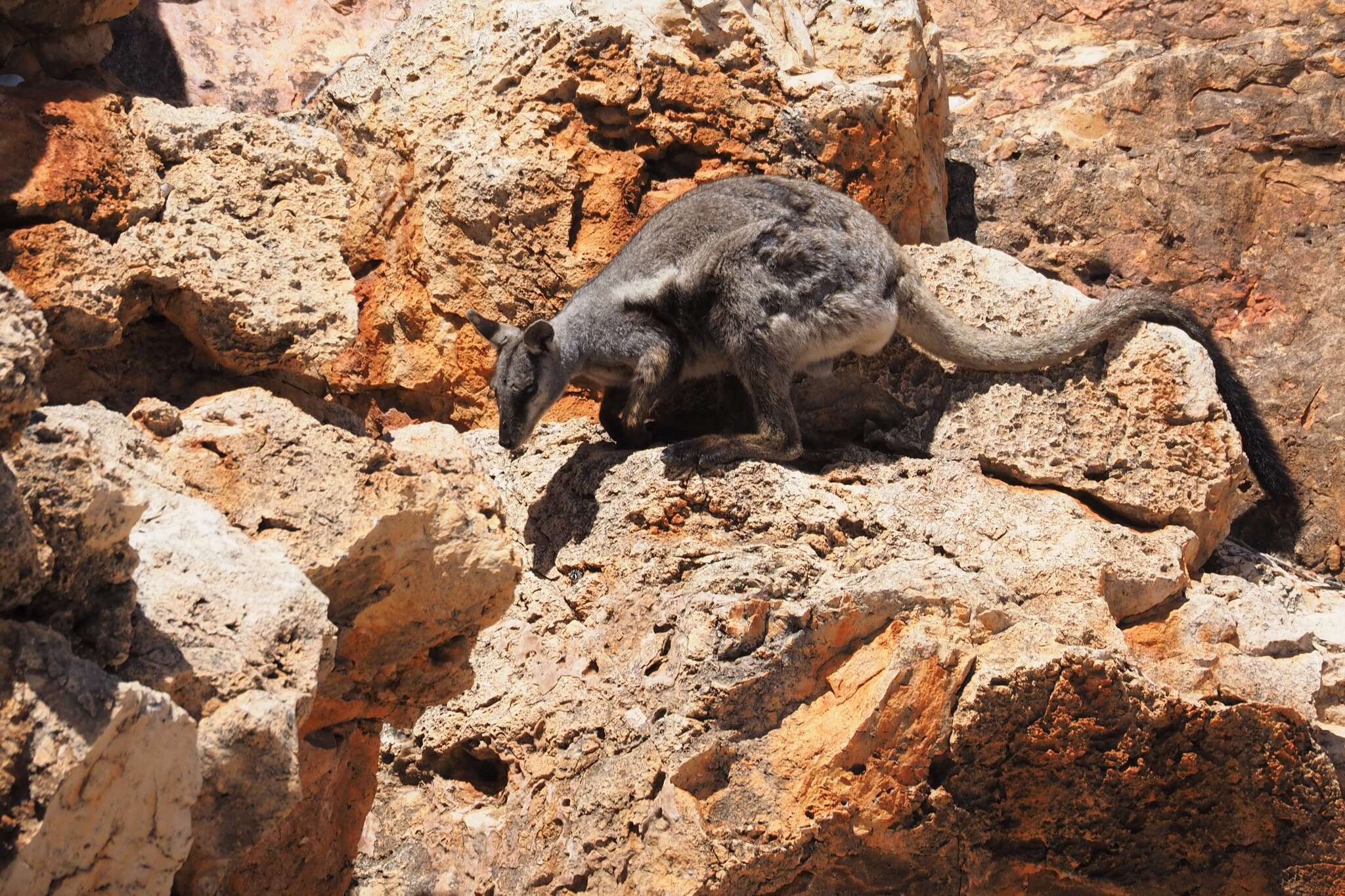 Image of Black-flanked Rock Wallaby