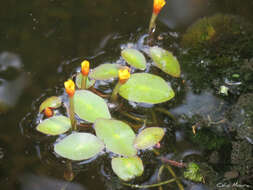 Image of fanwort