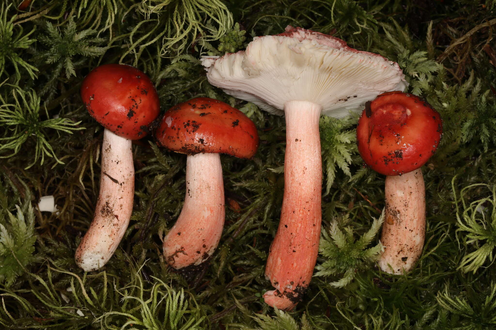 Image of Russula peckii Singer 1943