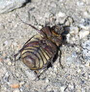 Sivun Phyllophaga (Tostegoptera) lanceolata (Say 1824) kuva