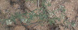 Image of Limeum aethiopicum subsp. aethiopicum